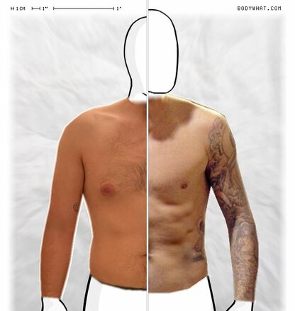 Torso Comparison