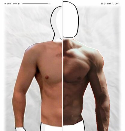 Torso Comparison