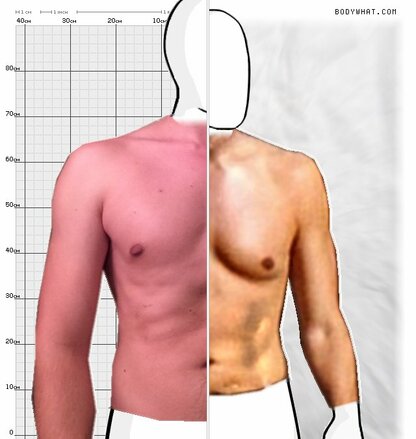 Torso Comparison