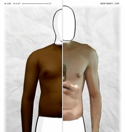 Torso Comparison