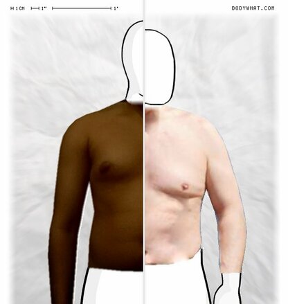 Torso Comparison