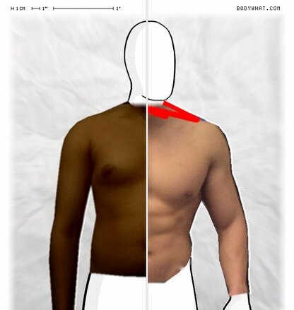 Torso Comparison