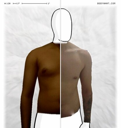 Torso Comparison