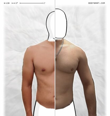 Torso Comparison