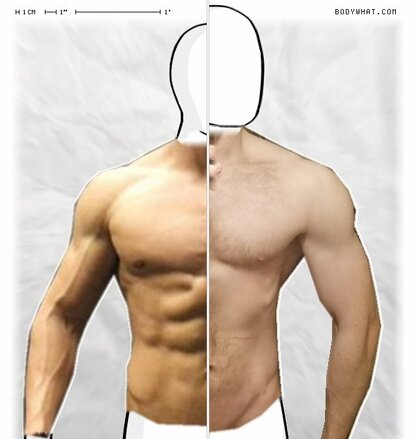 Torso Comparison