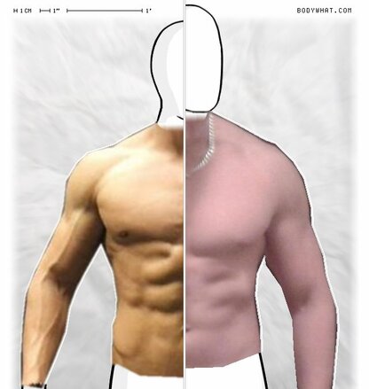 Torso Comparison