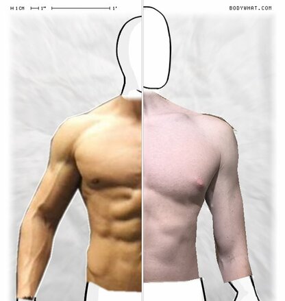 Torso Comparison