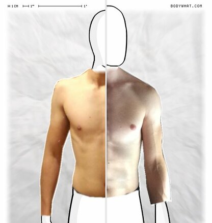 Torso Comparison