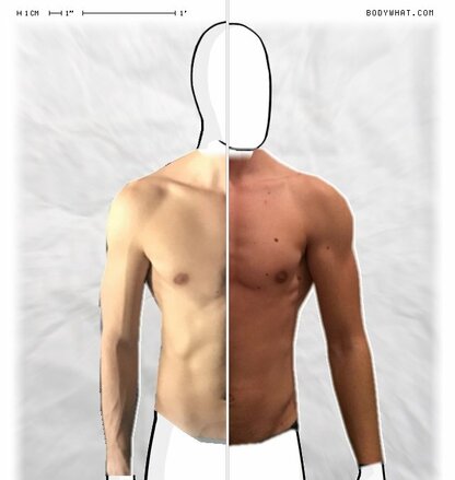 Torso Comparison