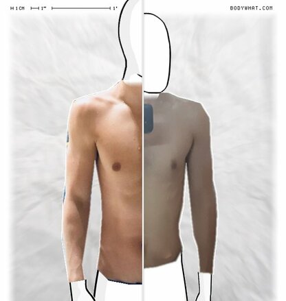 Torso Comparison