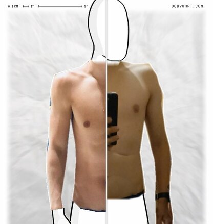 Torso Comparison