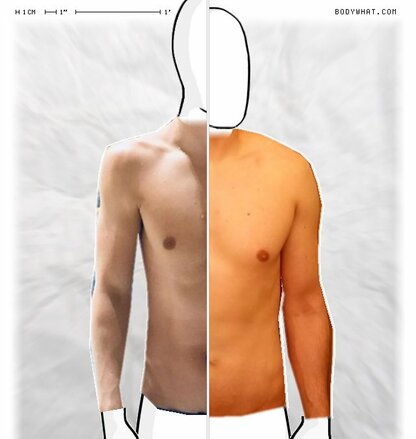 Torso Comparison