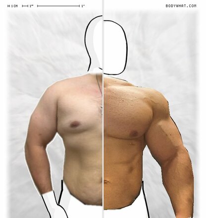 Torso Comparison