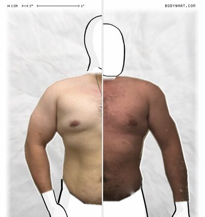 Torso Comparison