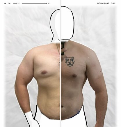 Torso Comparison
