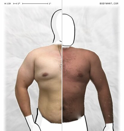 Torso Comparison