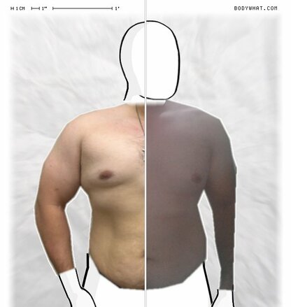 Torso Comparison