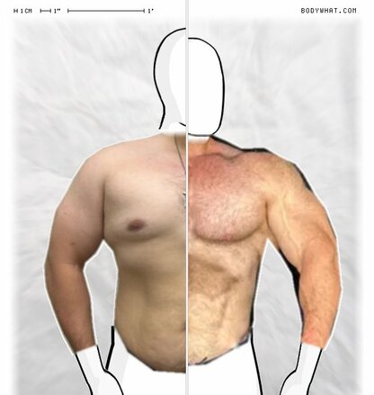 Torso Comparison