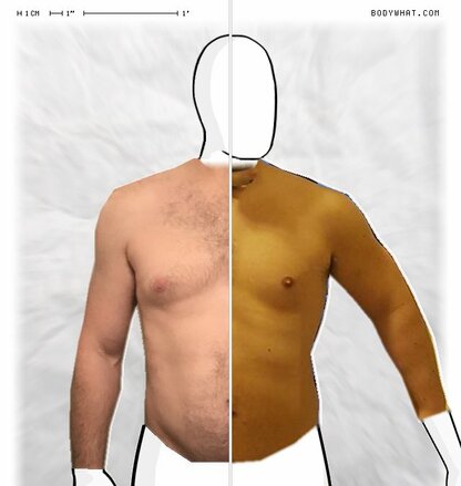 Torso Comparison