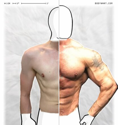 Torso Comparison