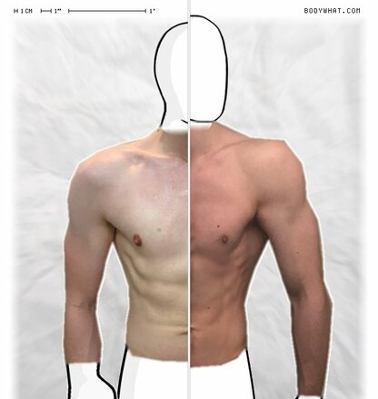 Torso Comparison