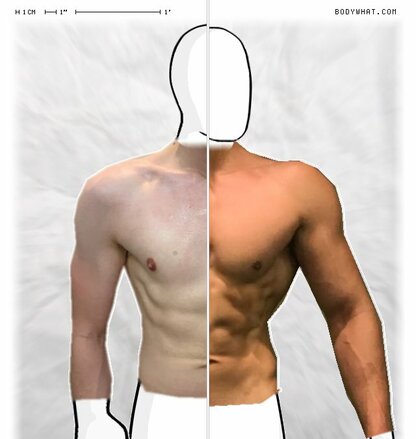 Torso Comparison