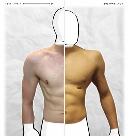 Torso Comparison