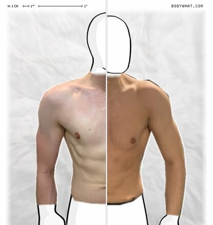 Torso Comparison