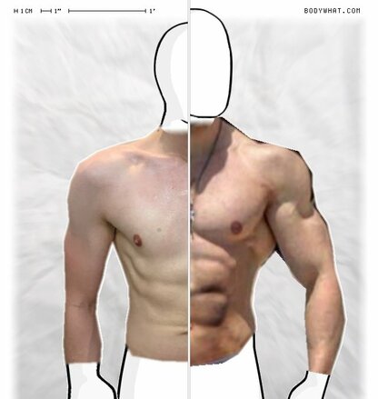 Torso Comparison