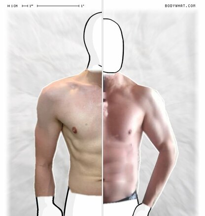 Torso Comparison