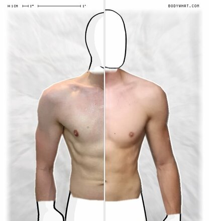 Torso Comparison