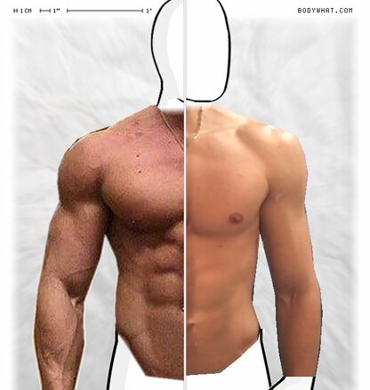 Torso Comparison
