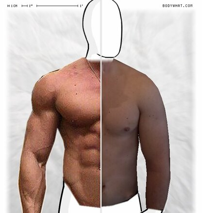 Torso Comparison