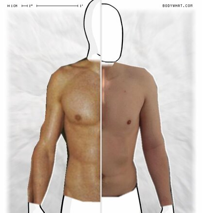 Torso Comparison