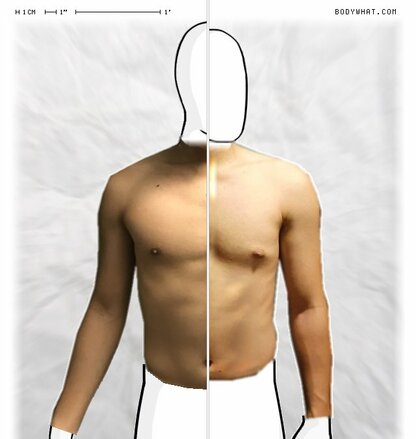 Torso Comparison