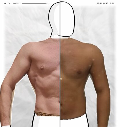 Torso Comparison