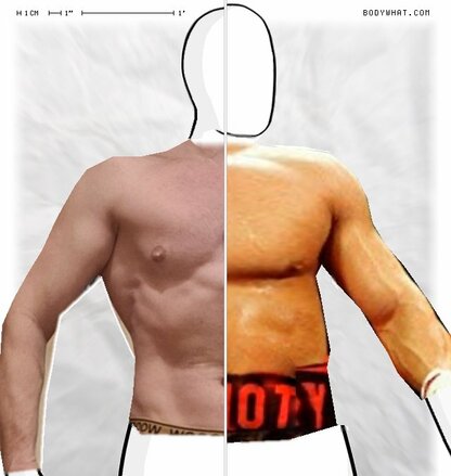 Torso Comparison