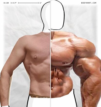 Torso Comparison