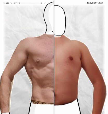 Torso Comparison