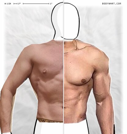 Torso Comparison