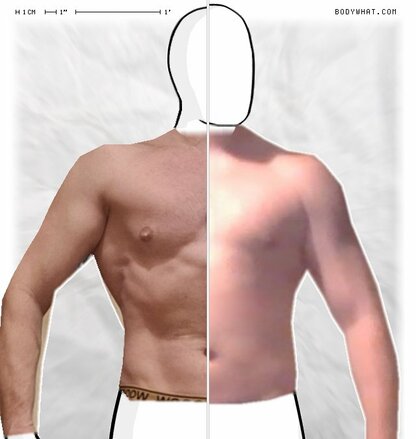 Torso Comparison