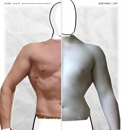 Torso Comparison