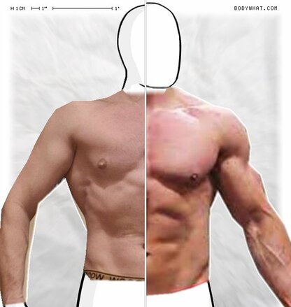 Torso Comparison