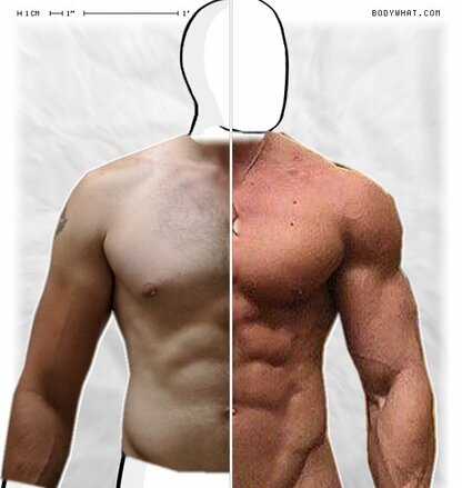 Torso Comparison