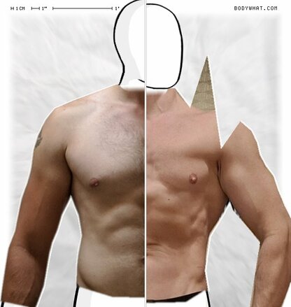 Torso Comparison