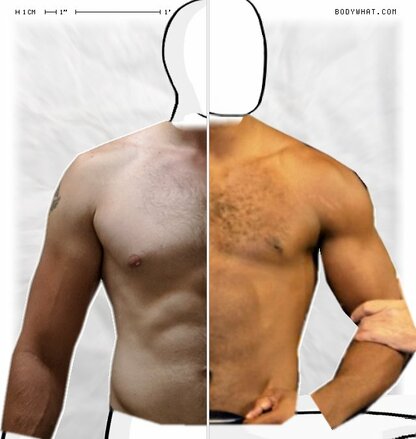 Torso Comparison