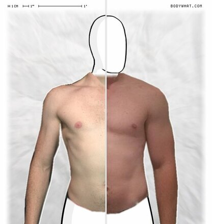 Torso Comparison