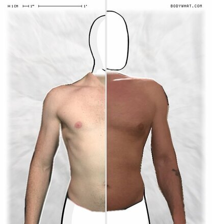 Torso Comparison