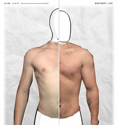 Torso Comparison