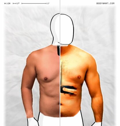 Torso Comparison